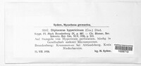 Seimatosporium hypericinum image